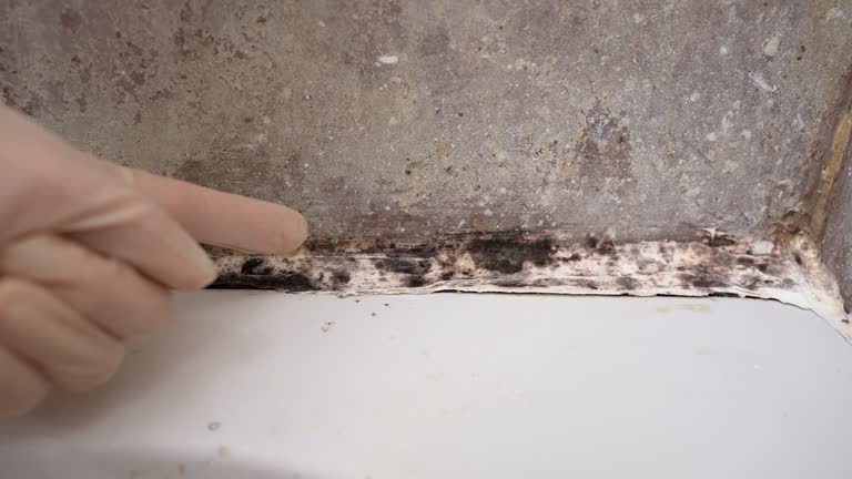 Trusted Lawrenceville, IL Mold Removal Experts